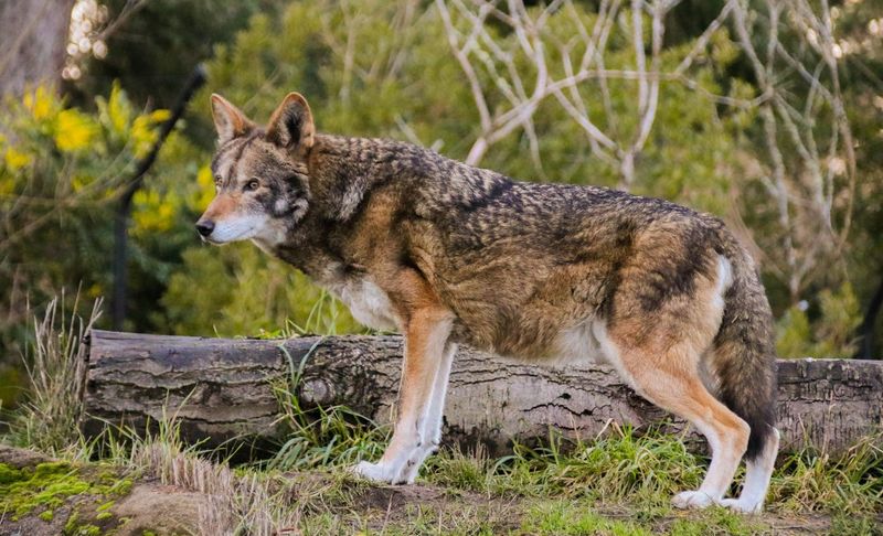 Texas Coyote Wolf