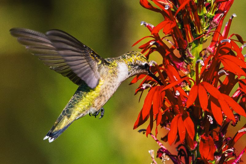 Plant Hummingbird-Friendly Flowers