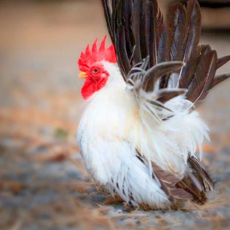 Japanese Bantams