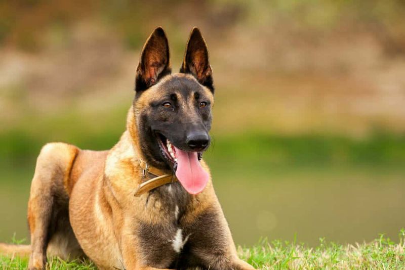 Belgian Malinois: The Military Specialist