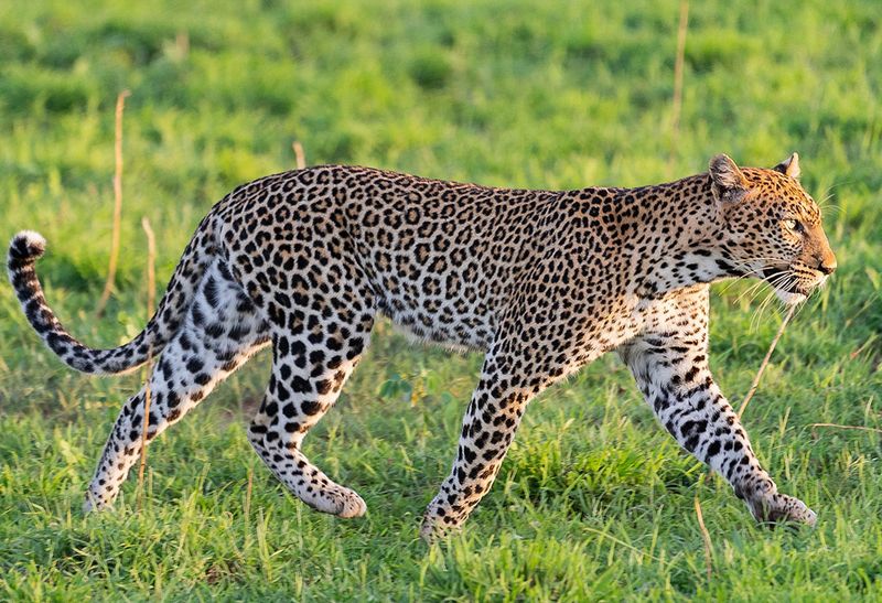 Tracking Them Is An Unforgettable Adventure