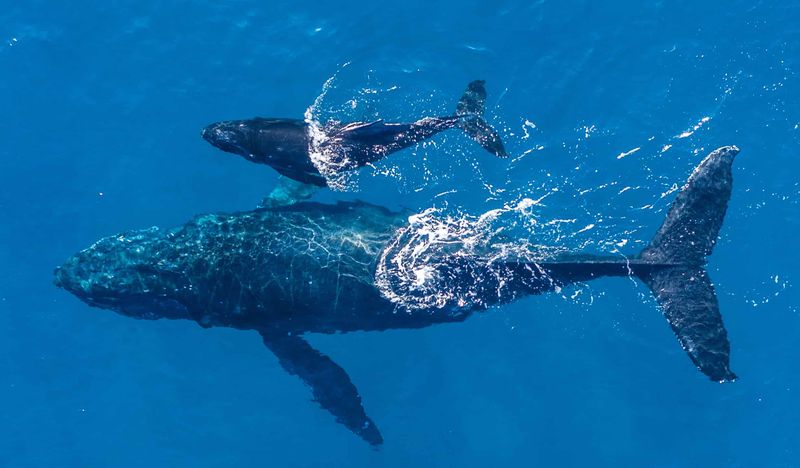 Whales May Be Sharing Social Or Navigational Info