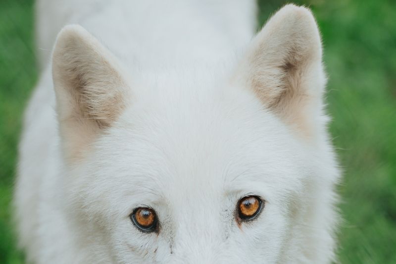 Their Eyes Change Color With Age