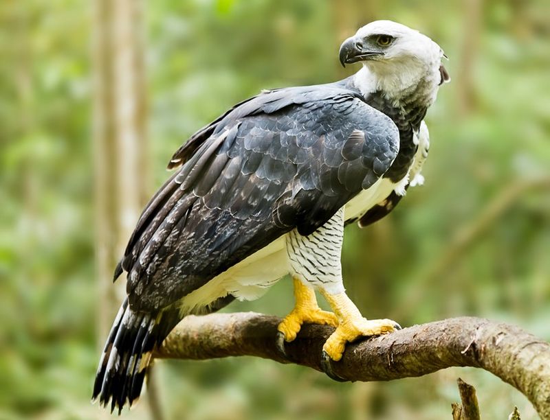 Forest Eagles Have Shorter Wingspans