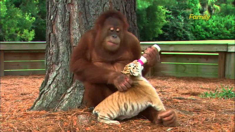 Orangutans Befriending Tiger Cubs