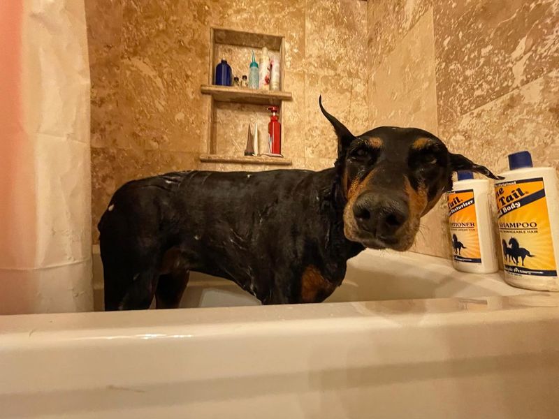 Grooming Routines For That Sleek Coat