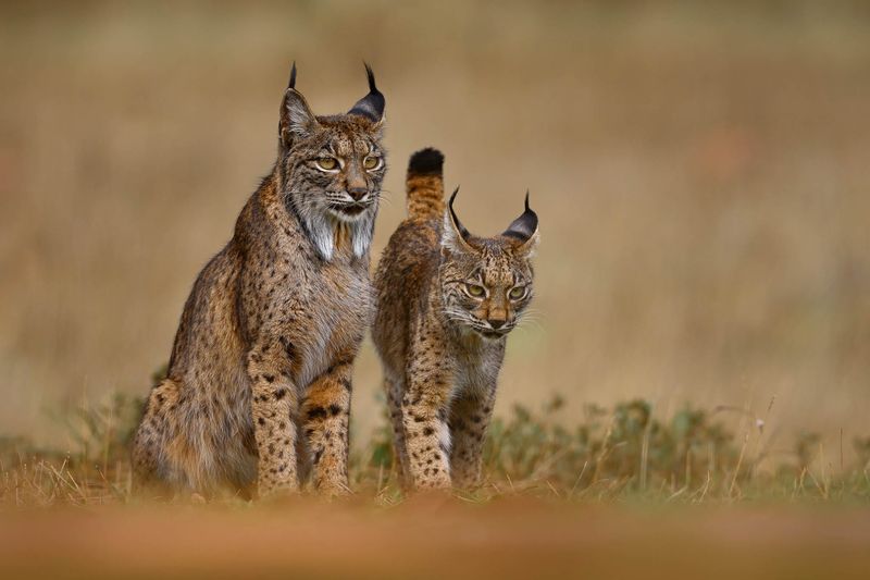 Four Distinct Species Worldwide