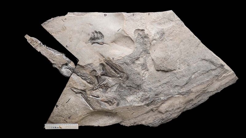 Exceptionally Preserved Skeleton Offers Rare Insights