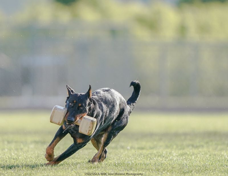 The Beauceron's Versatility In Sports