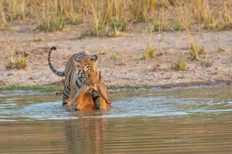 Tiger Adaptations For Hunting