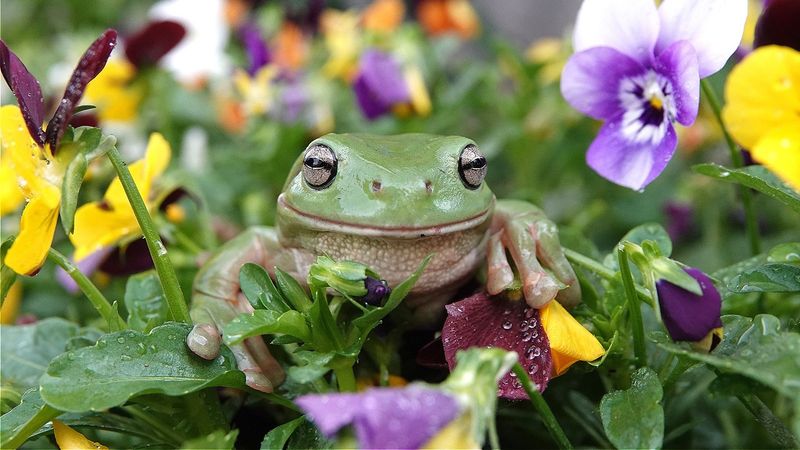 Pollinator Protectors