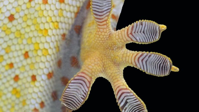 Gravity-Defying Geckos