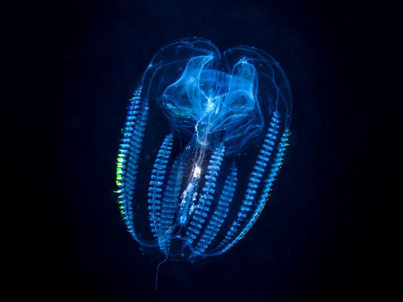 The Discovery Of The Oldest Living Creature On Earth