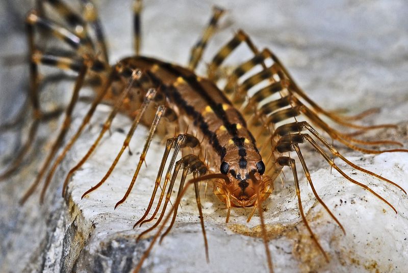 House Centipedes: Lightning-Fast Pest Eliminators