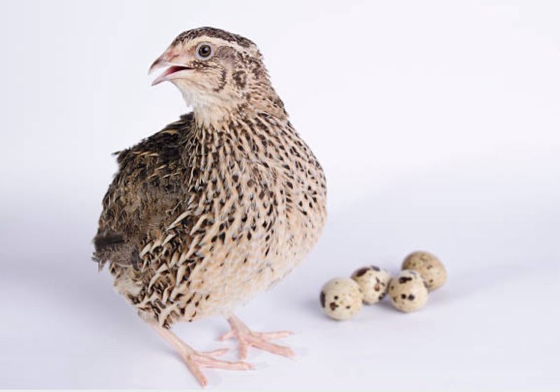 Dual-Purpose Birds