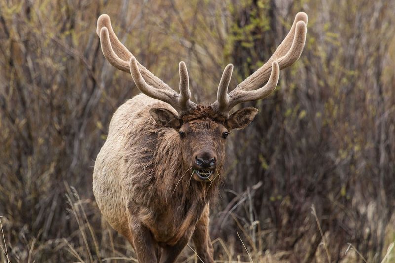 Eastern Elk: The Forest Giant