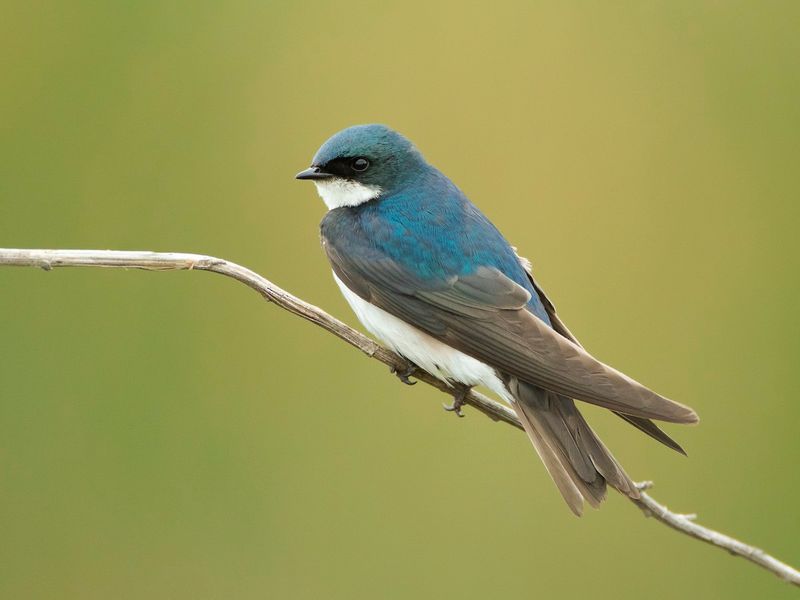 Tree Swallows: Swift Mosquito Vacuums