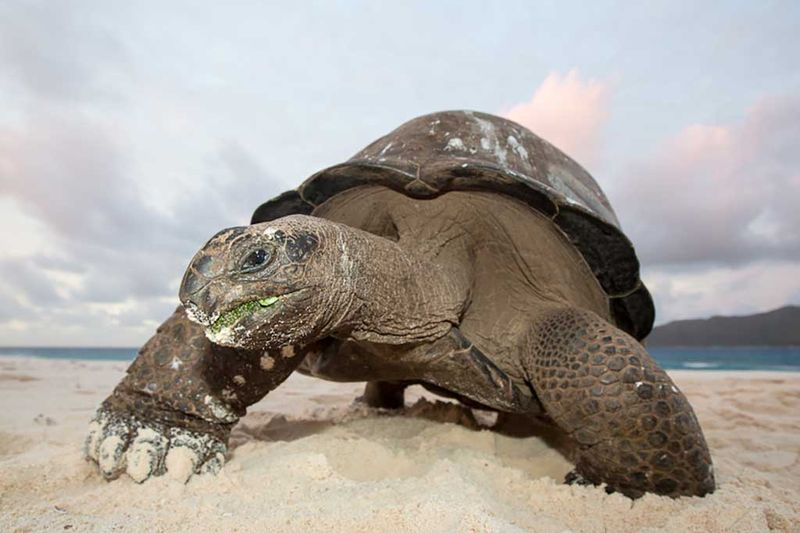 Aldabra Giant Tortoise: The Island Elder