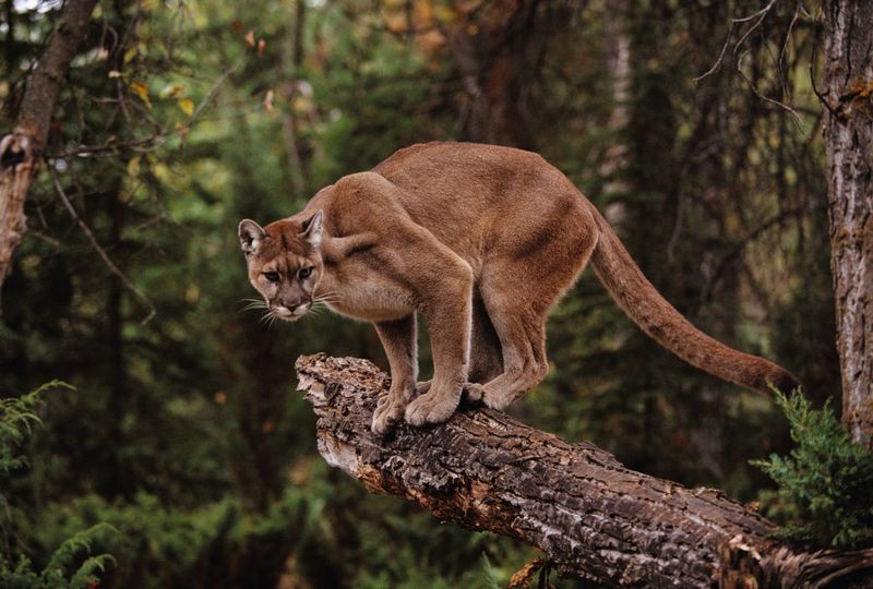 Mountain Lion (Cougar)