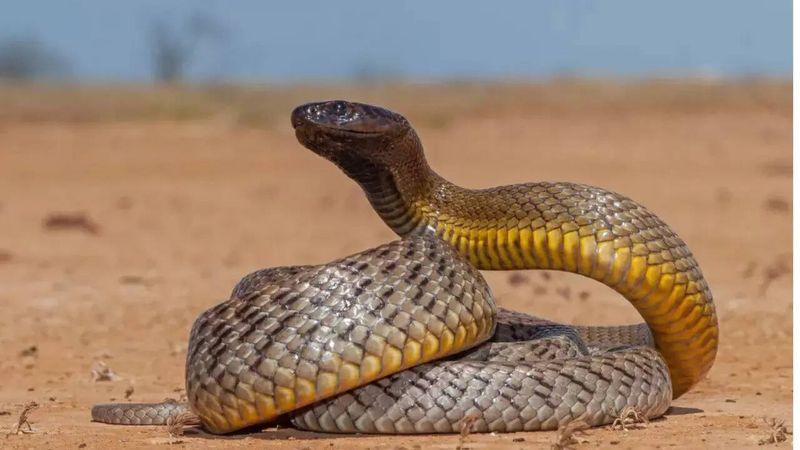 Inland Taipan – The Deliberate Hunter