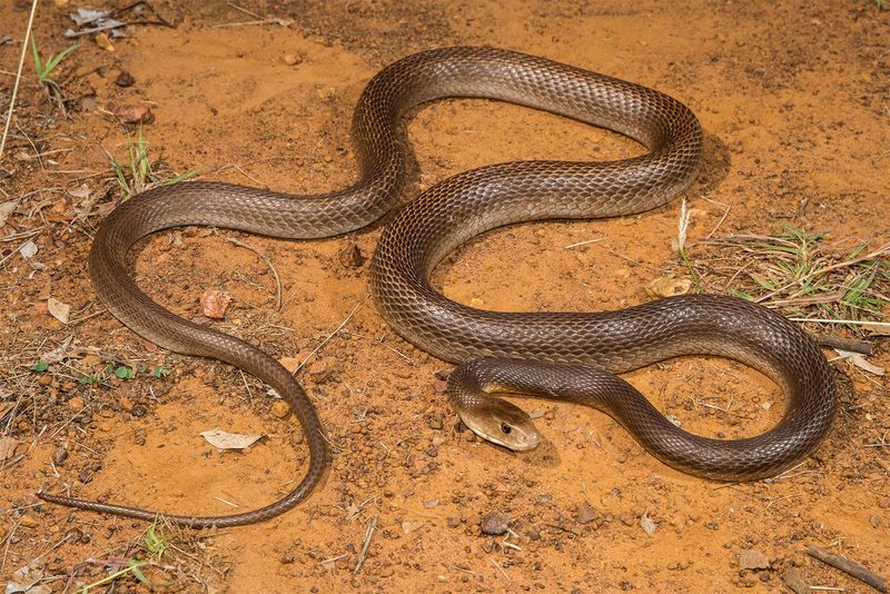Coastal Taipan