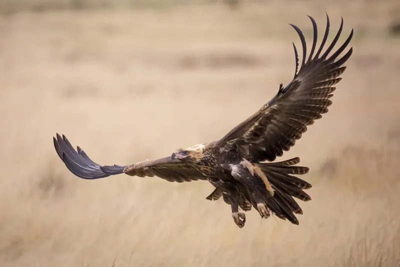 Wedge-Tailed Eagles – Sky Kings With A Taste For Feral Intruders