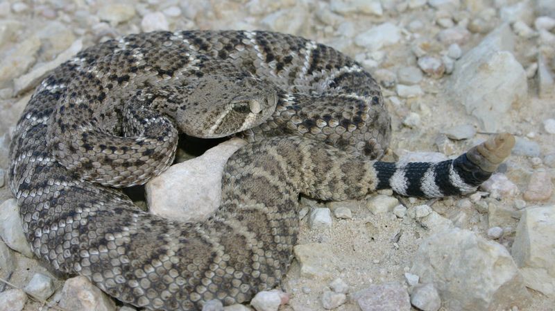 Western Diamondback Rattlesnake: The Western Wanderer