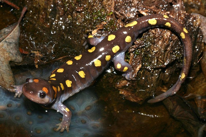 Spotted Salamander – The Woodland Jewel