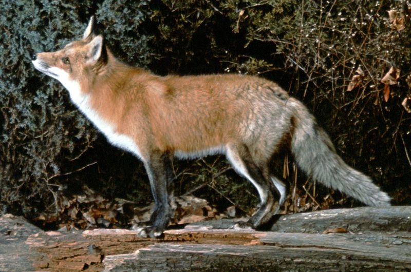 Red Fox
