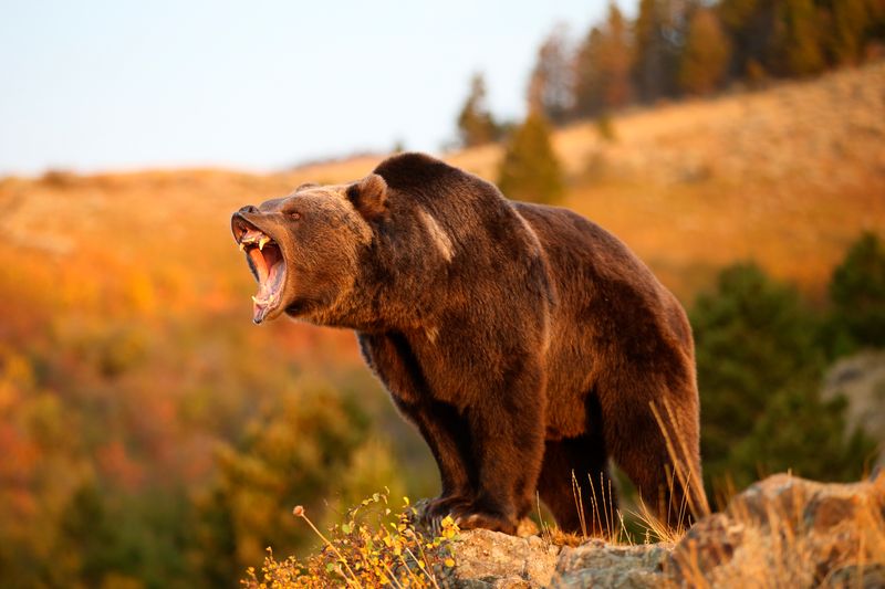 Mexican Grizzly: The Vanished Predator
