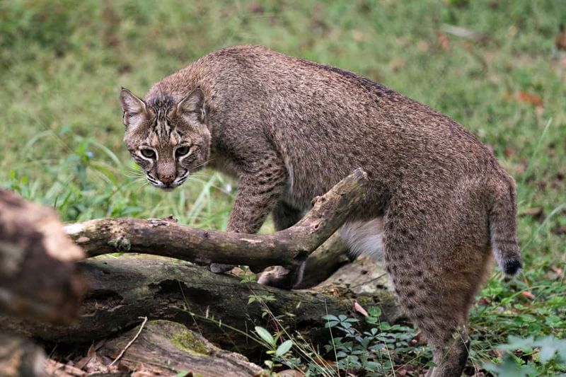 Bobcat