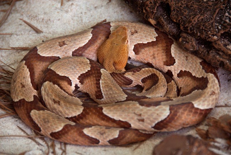 Copperhead – A Sneaky Danger