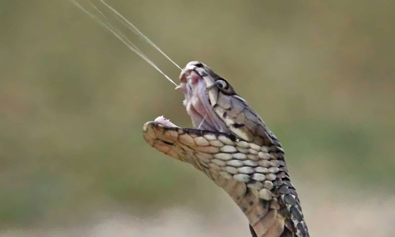 Mozambique Spitting Cobra – The Preemptive Striker