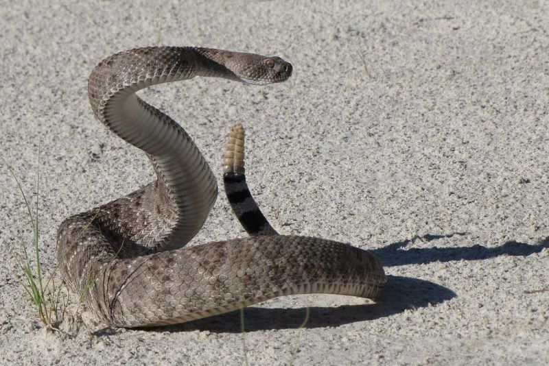 Western Diamondback Rattlesnake