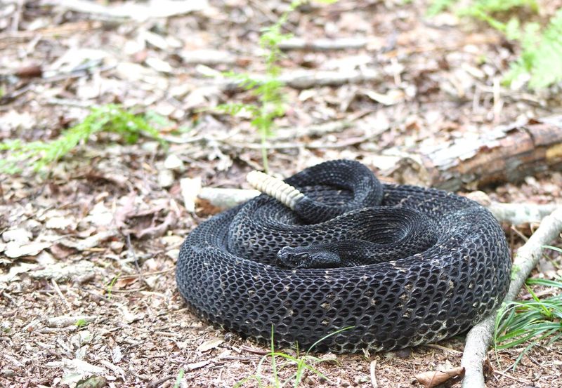 Timber Rattlesnake