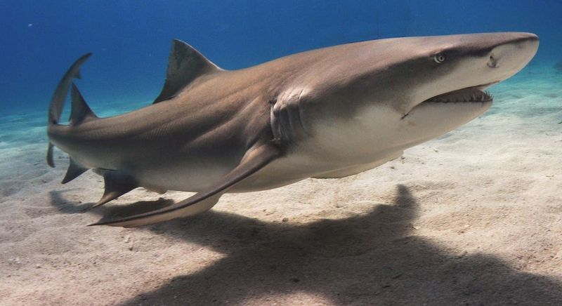 Bull Shark