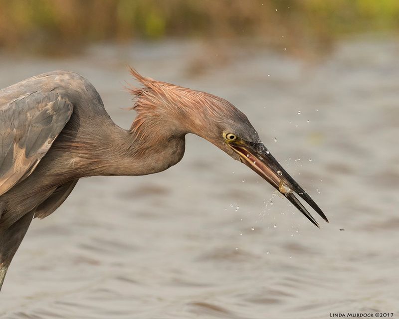 Reddish Egret