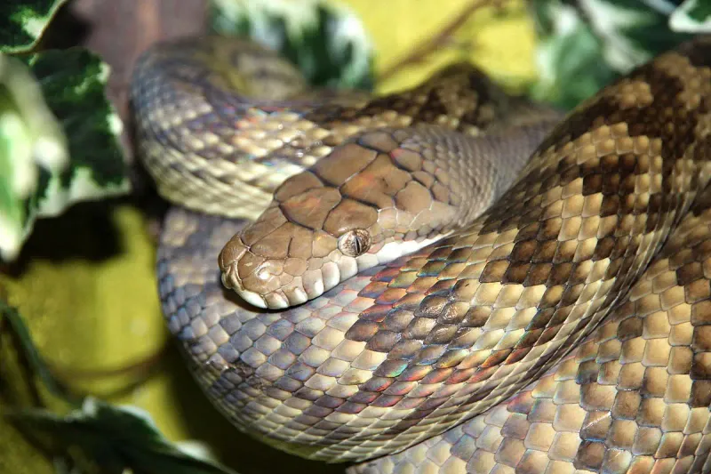 Amethystine Python: The Jewel-Toned Crusher