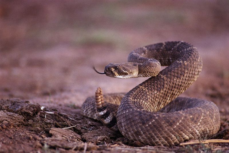 Western Diamondback Rattlesnake Can Strike From A Distance And Deliver A Powerful Bite