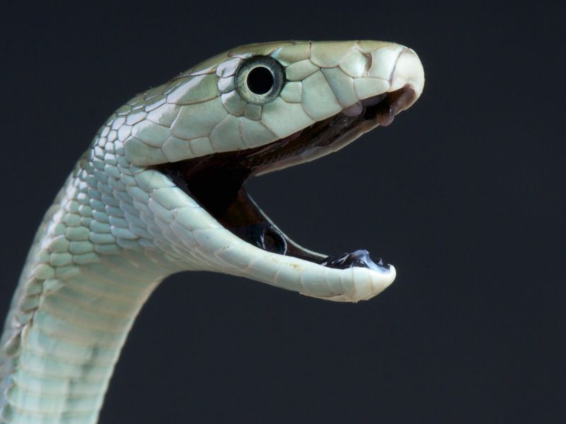 Black Mambas