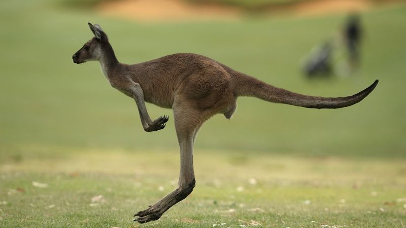 Known For Its Speed And Graceful Movement