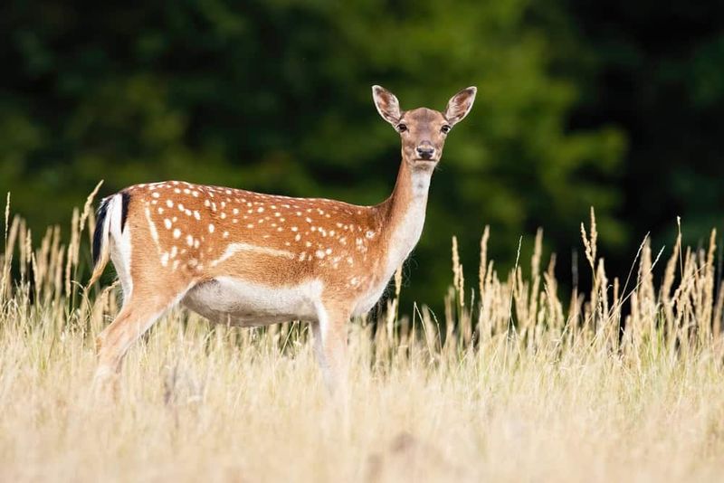 White-Tailed Deer