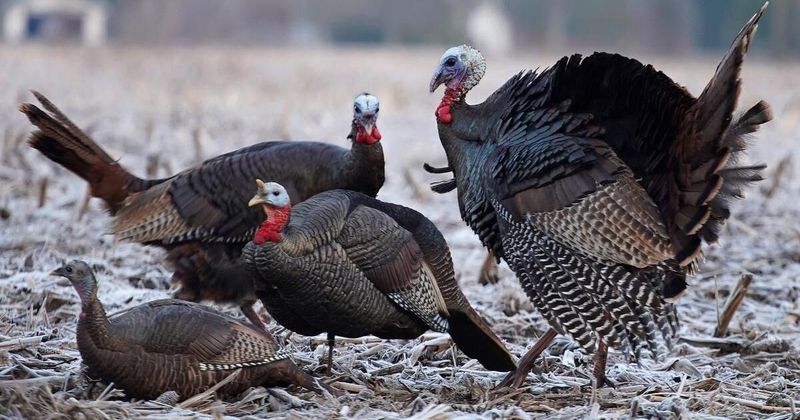 Wild Turkeys Strutting Through Open Woods