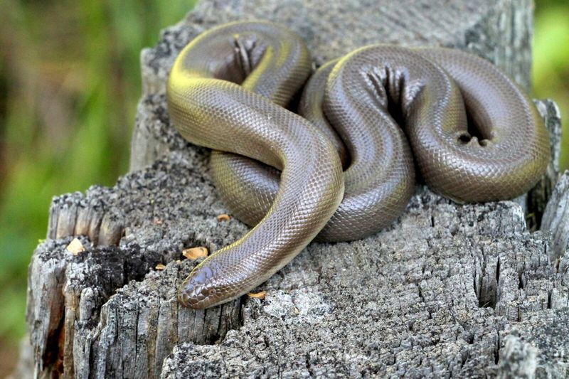 Rubber Boa – The Two-Headed Trickster
