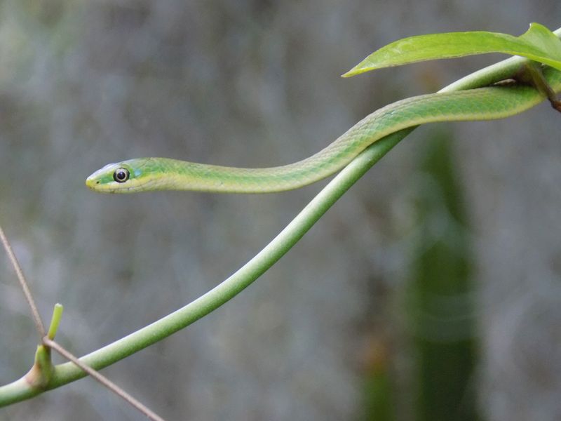 Rough Green Snake