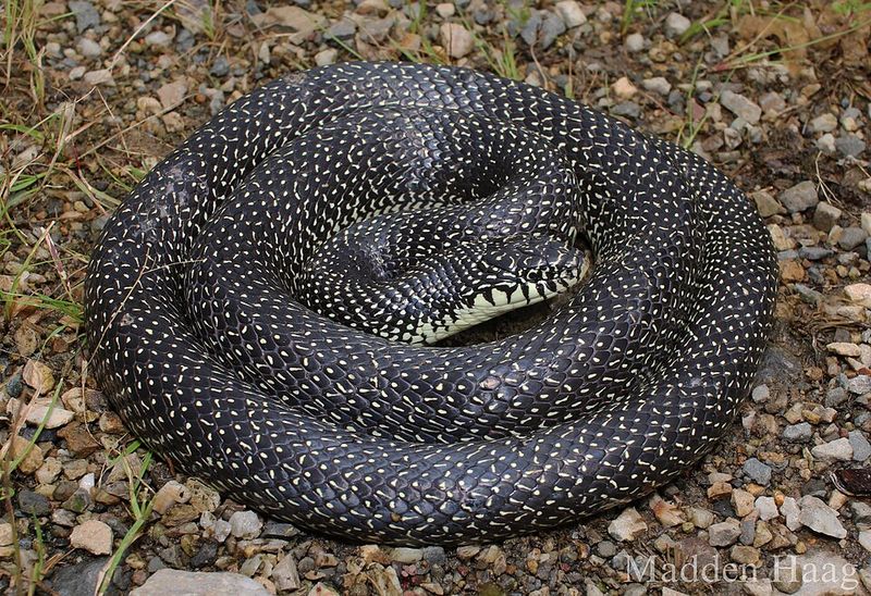Black Speckled Kingsnake