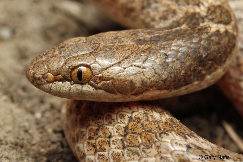 Night Snake – The False Rattler