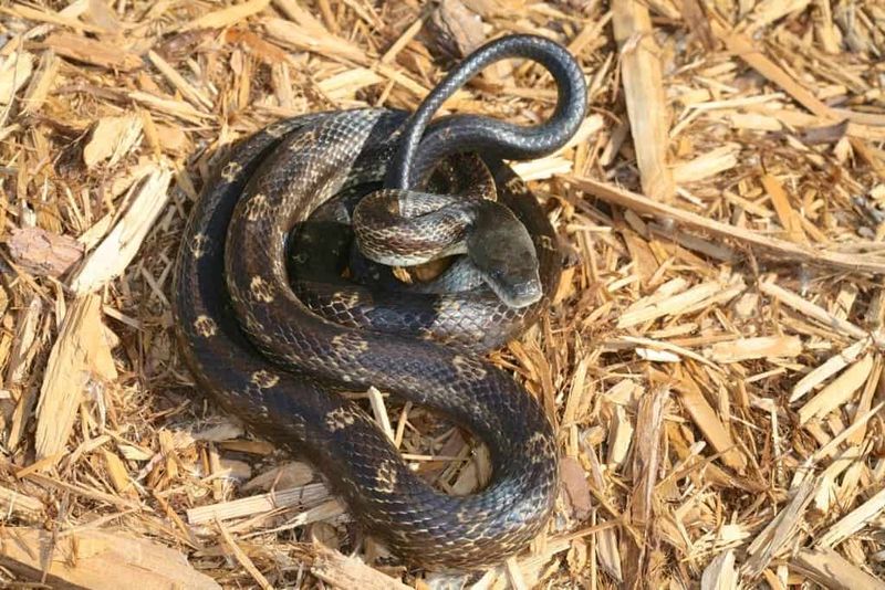Western Black Rat Snake