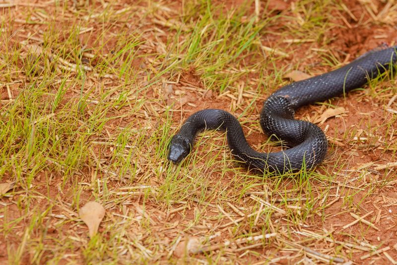 Rat Snake