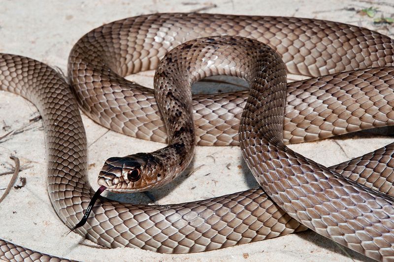 Coachwhip Snake